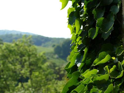 Ivy Efeuranke Climber Plant Green Hedera Entwine