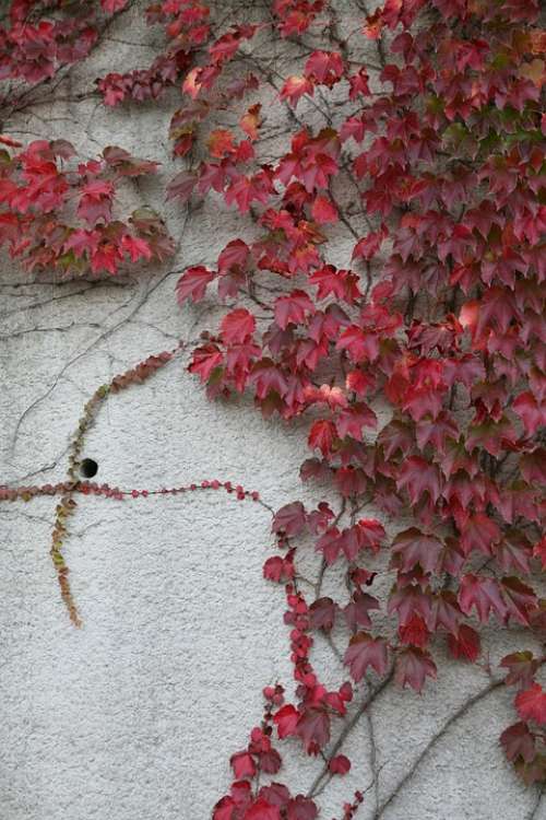 Ivy Wall Red Ivy