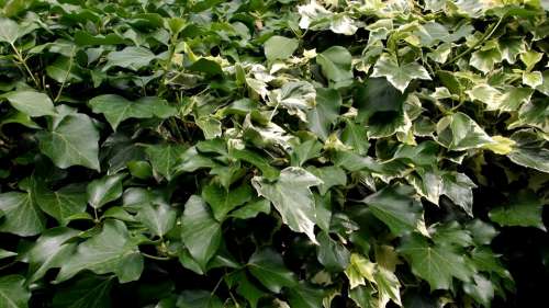 Ivy Green Leaves Hedge Nature Plant Garden