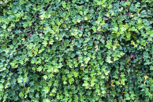 Ivy Ivy Hedge Overgrown Plant Leaf Leaves