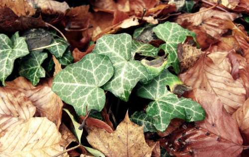 Ivy Leaves Autumn Forest Forest Floor Fall Foliage