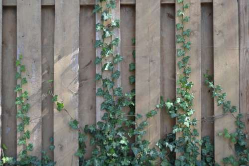 Ivy Wall Texture Nature Vine Garden Pattern Wood