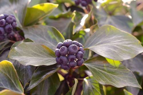 Ivy Flower Berry Berries Leaf Green Nature Fruit