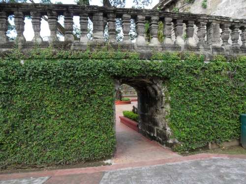 Ivy Covered Ivy Gate Wall Structure