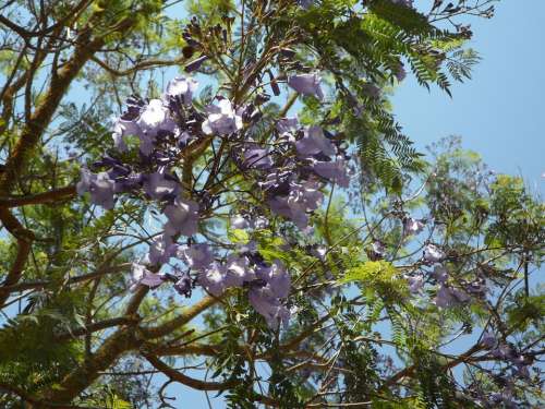Jacaranda Tree Blossom Bloom Blossom Bloom