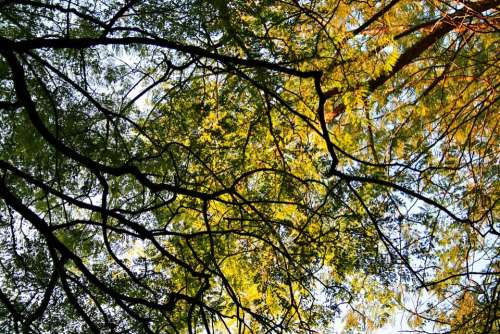 Jacaranda Trees Trees Tall Canopy Sky Overhead