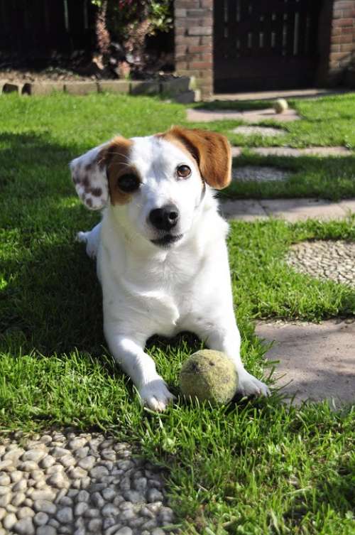 Jack Russel Dog Pet Ball Terrier