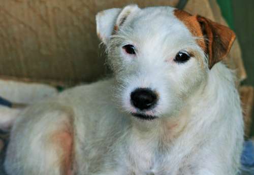 Jack Russell Dog White Terrier