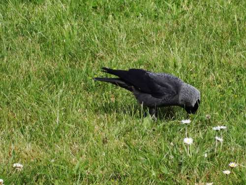 Jackdaw Corvus Monedula Black Grey Raven Bird