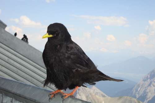 Jackdaw Bird Mountain Jackdaw Mountain Bird Black