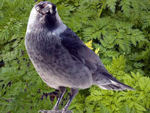 Jackdaw Jackdaws Corvus Monedula Songbird