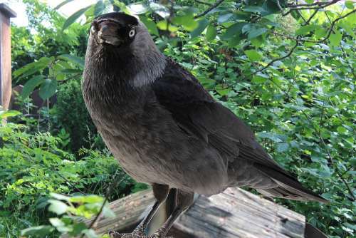 Jackdaw Jackdaws Corvus Monedula Songbird