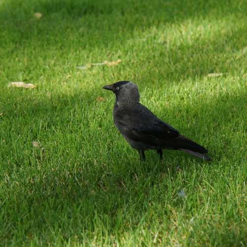 Jackdaw Bird Corvus Monedula Black And Gray