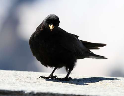 Jackdaw Bird Black Chough Bergdohle Alpine