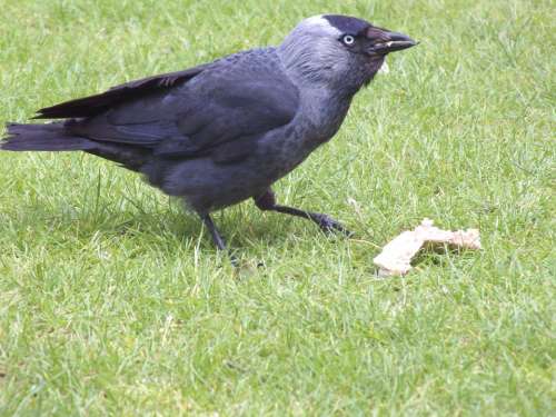 Jackdaw Bird Nature Wildlife Black Beak Feathers