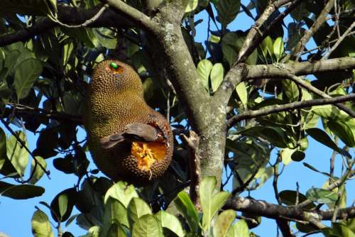 Jackfruit Overripe Bird Fruit Beetle Feeding