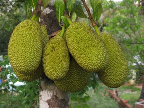 Jackfruit Fruit Food Artocarpus Heterophyllus