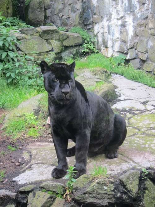 Jaguar Animal Wildlife Nature Wild Cat Rare