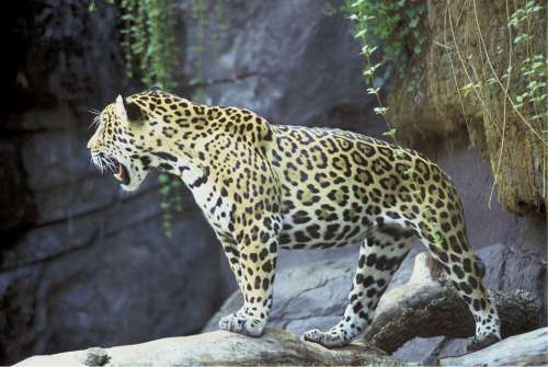 Jaguar Big Cat Feline Mammal Predator Carnivore