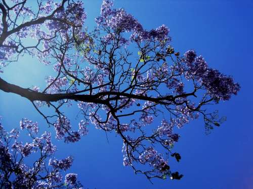 Jakaranda Tree Flower Blooms Petal Trumpet Shaped