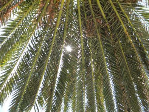 James Sun Green Palm Summer Plant Branches