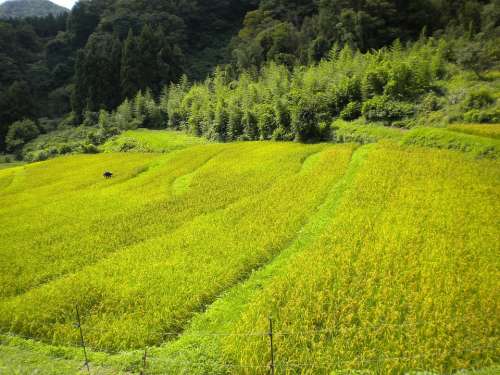 Japan Landscape Summer Spring Crop Field Worker