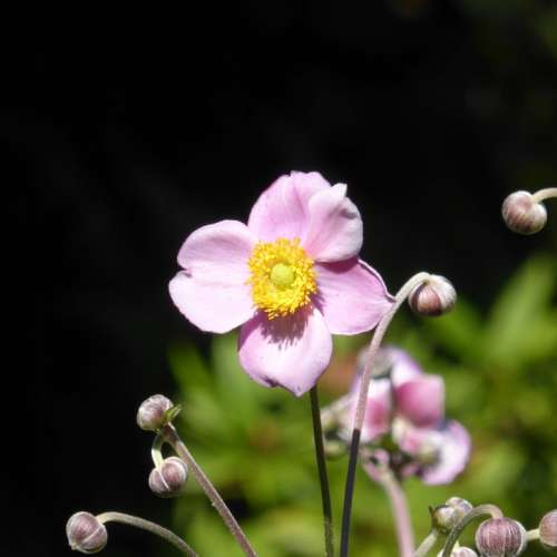 Japan Anemone Anemone Pink Flower Hahnenfußgewächs
