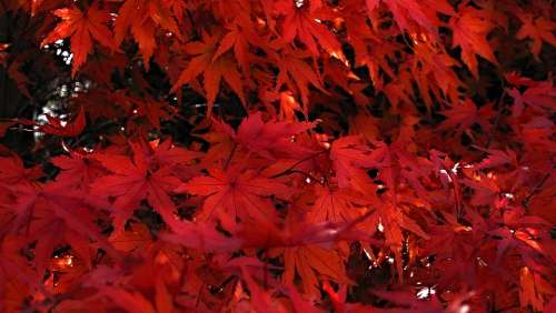 Japanese Maple Red Leaves Of Japanese Maples Tree