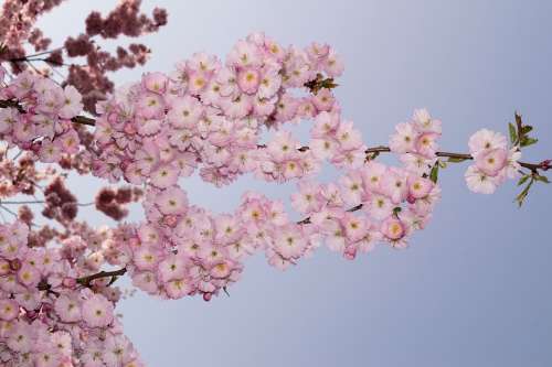 Japanese Cherry Blossom Japanese Cherry Trees