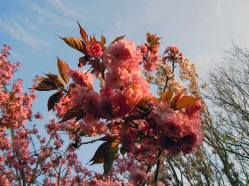 Japanese Decorative Japanese Cherry Trees Blossom