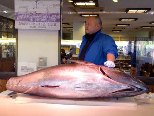 Japanese Tuna Fish Sushi Sashimi Man Raw Fresh