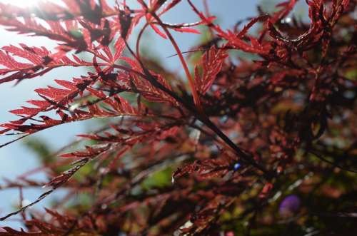 Japanese Lace-Leaf Maple Trree Tree Nature Red