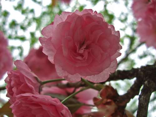 Japanese Cherry Cherry Blossom Spring Pink Tree
