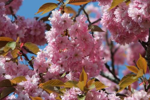 Japanese Flowering Cherry Prunus Serrulata