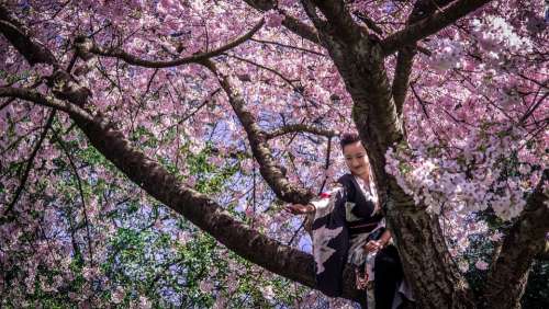 Japanese Girl Kimono Woman Cherry Blossom Tree