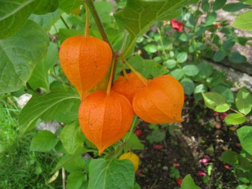 Japanese-Lantern Plant Orange Garden Colors Autumn