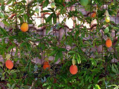 Japanese Medlar Of Wool Fruits Fruit Orange Red