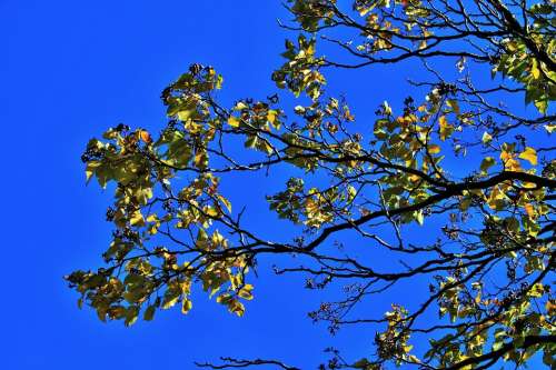 Japanese Raisin Branch Leaves Tree Yellow Autumn