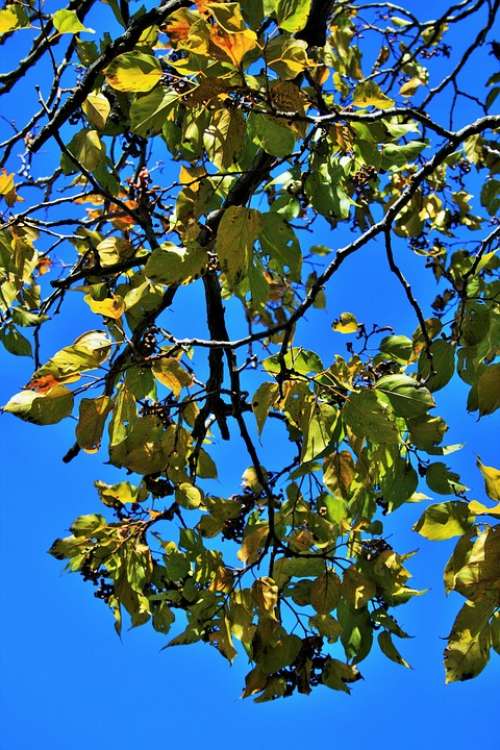 Japanese Raisin Leaves Tree Branches Twigs Yellow