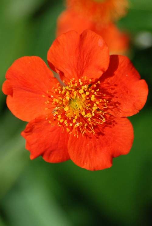 Japonica Red Flower Spring Japanese Quince