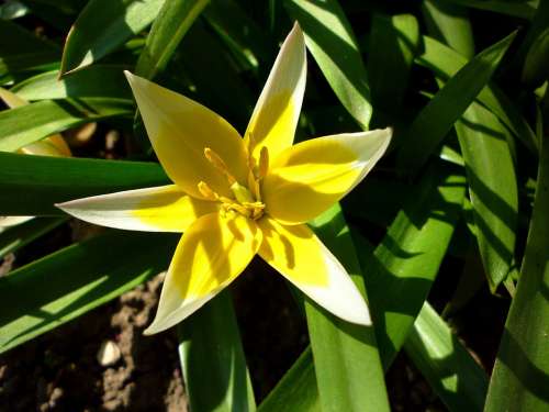 Jardin Des Plantes Two Color Tulip Sunlight