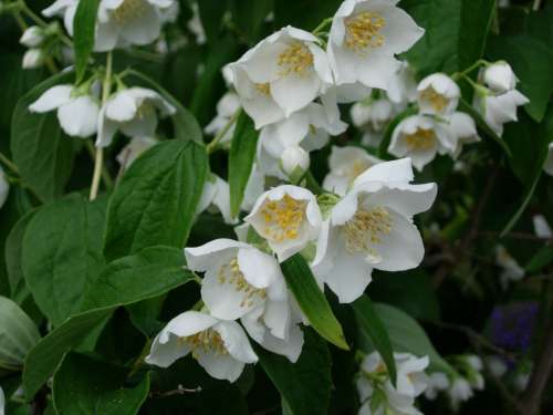 Jasmin Bush Blossom Bloom White