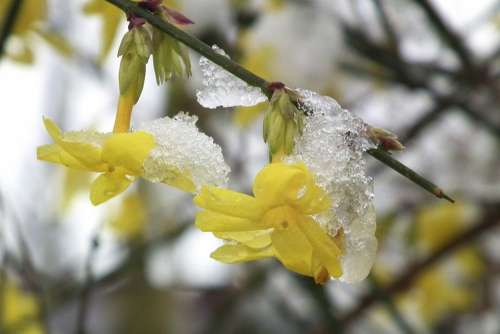 Jasmin Winter Ice Flower Snow Yellow
