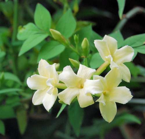 Jasmine Fragrance Flower Yellow Blossom Garden