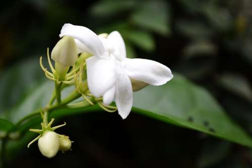 Jasmine Flower White Flower Flower Blossom Garden