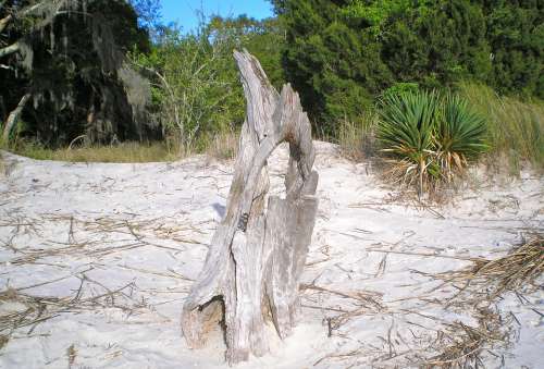 Jekyll Island Georgia Drift Wood Part Of Tree