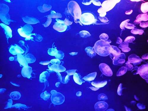 Jelly Fish Aquarium Tokyo Sea Life