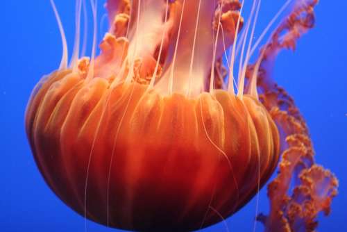 Jelly Fish Ocean Water