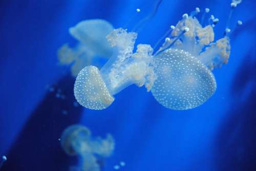 Jellyfish Ocean Sea Blue Nature Jelly Fish