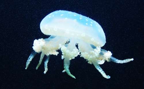 Jellyfish Sea Marine Life Underwater Sea Animal